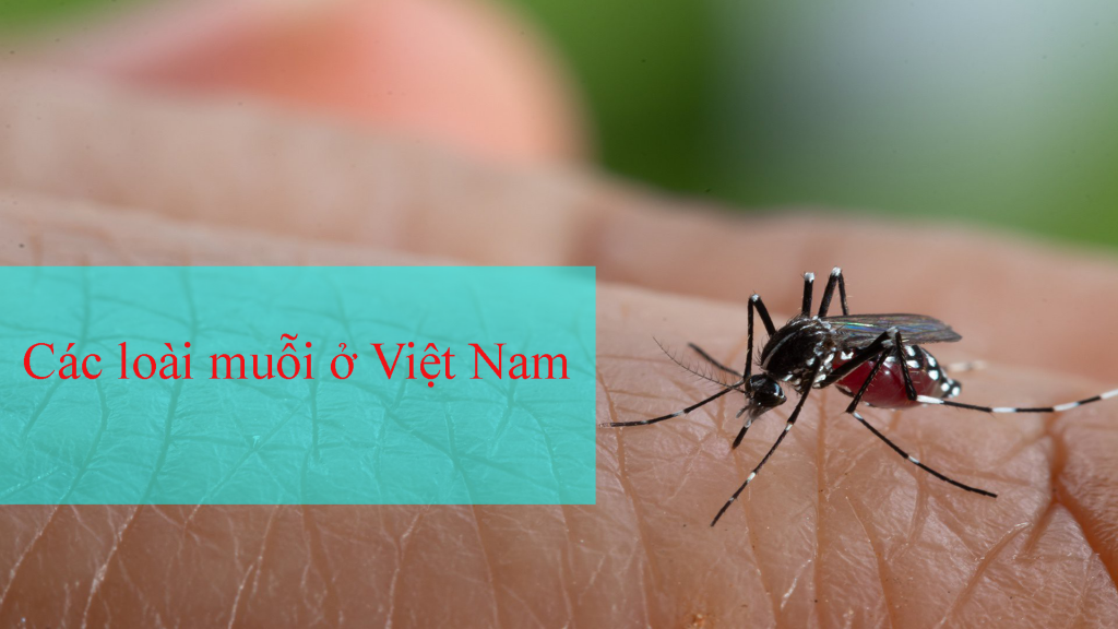 Các loài muỗi ở Việt Nam