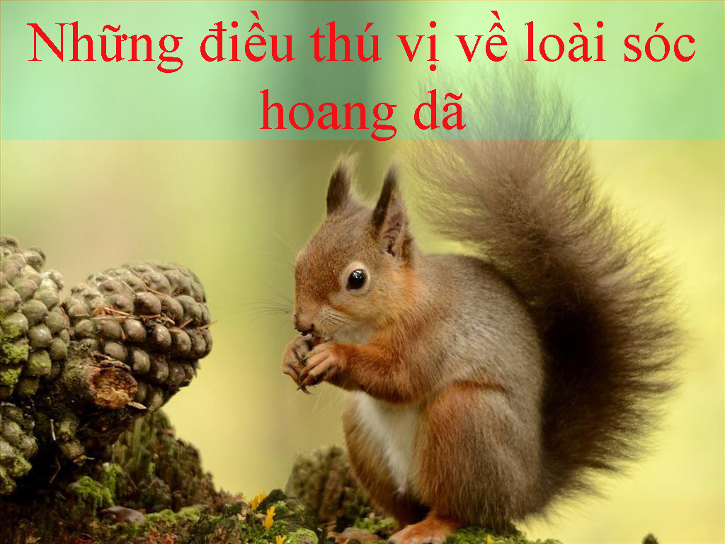 những điều thú vị về loài sóc hoang dã