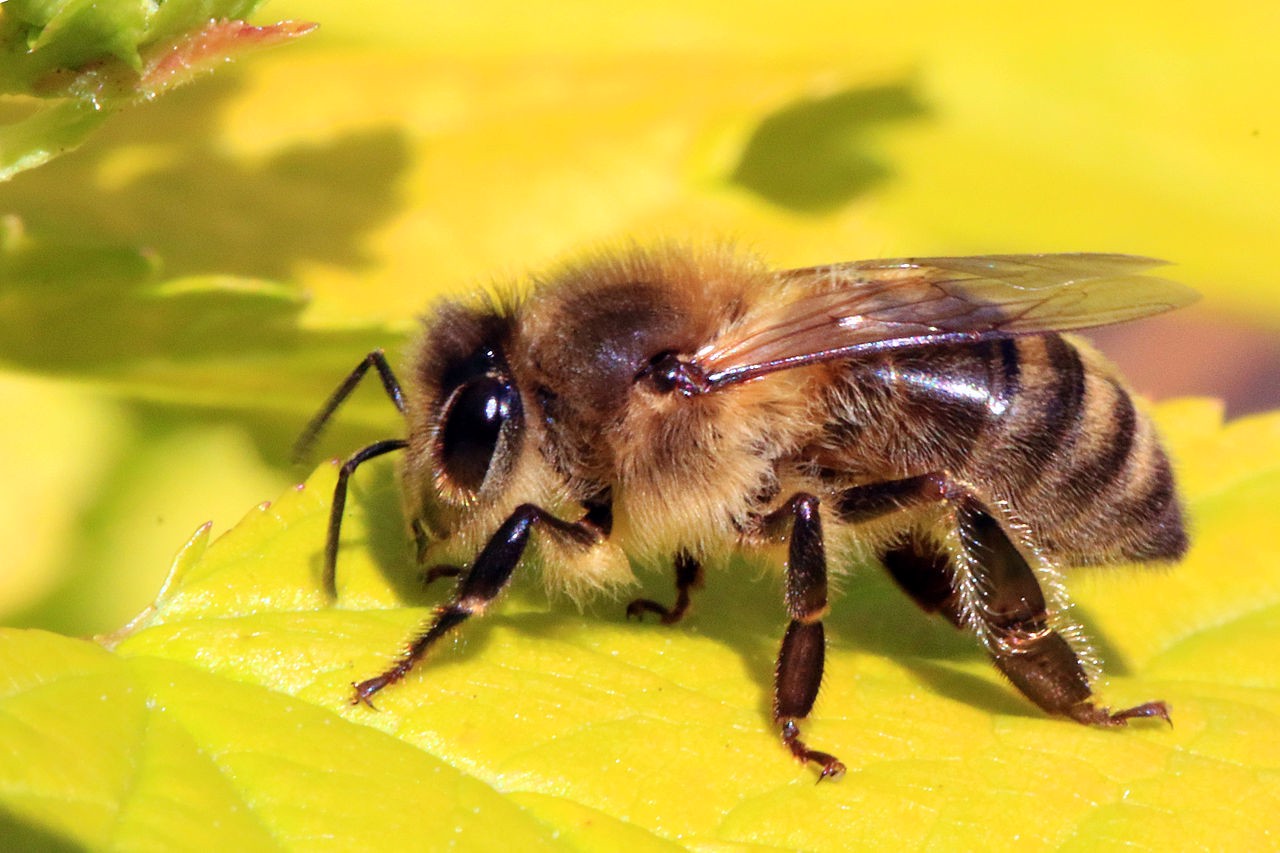 Ong mật