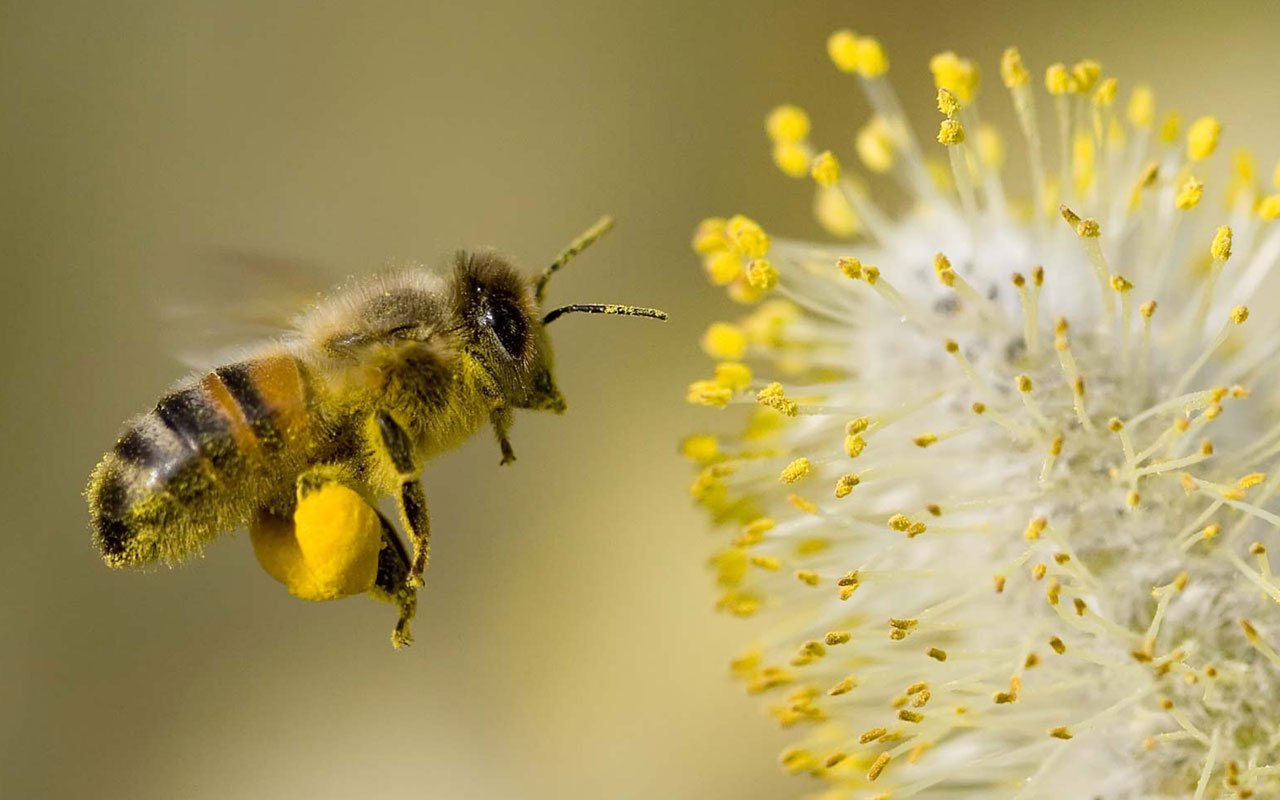 Tập tinh loài ong